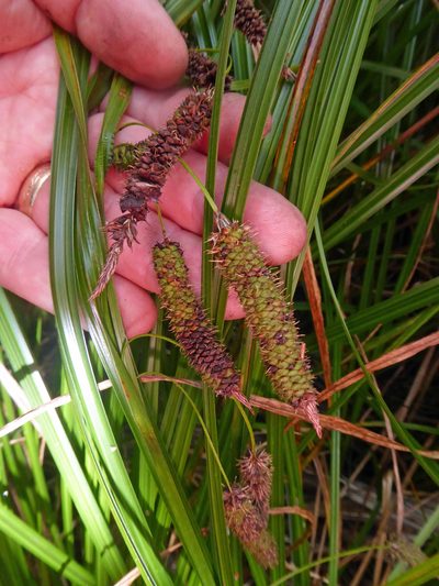 Carex lessoniana, photographed by Peter de Lange