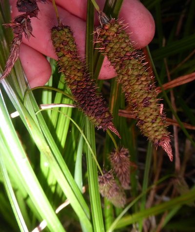 Carex lessoniana, photographed by Peter de Lange