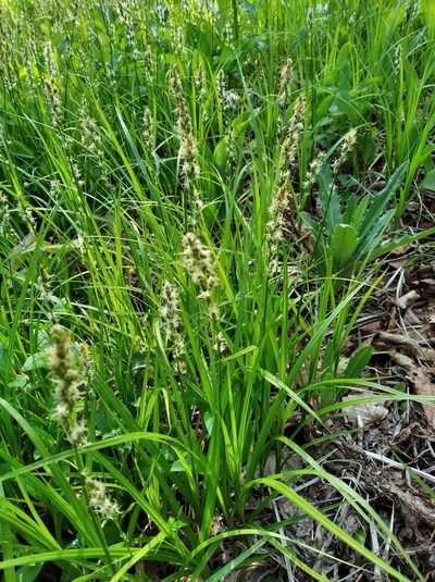 Carex accrescens, photographed by Repina Tatyana