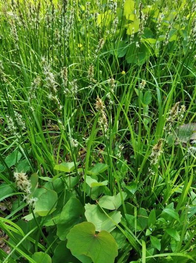 Carex accrescens, photographed by Repina Tatyana