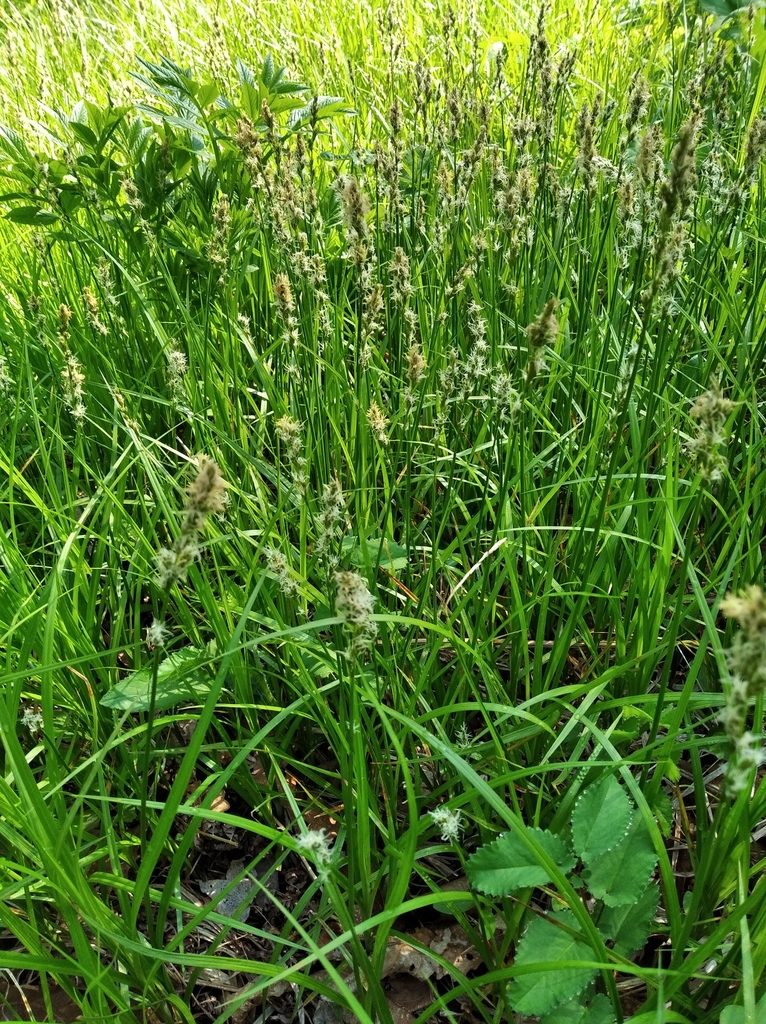 Carex accrescens, photographed by Repina Tatyana