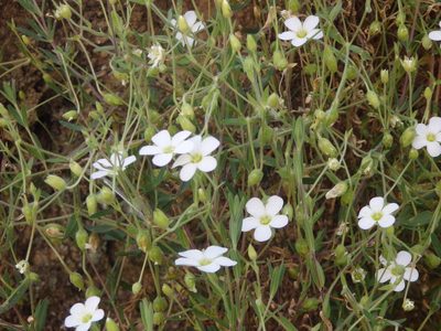 Arenaria montana, photographed by Carminda Santos