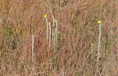 Helichrysum glomeratum, photographed by Alan Manson