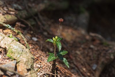 Chimaphila japonica, photographed by 國立臺灣博物館