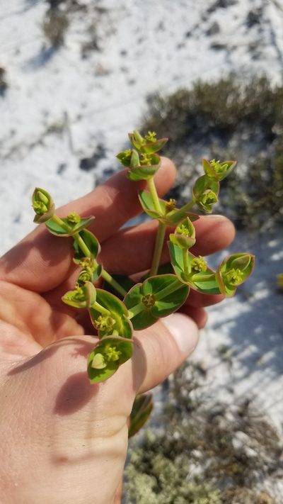 Euphorbia rosescens, photographed by Scott Ward