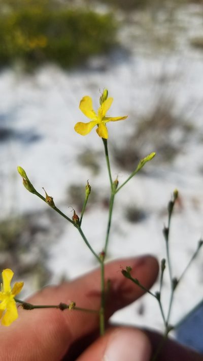 Hypericum cumulicola, photographed by Scott Ward