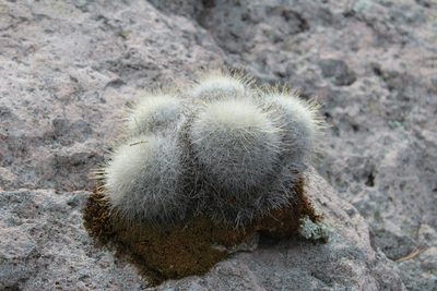 Mammillaria senilis, photographed by Arturo Castro Castro