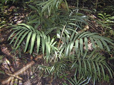 Ptychosperma propinquum, photographed by Jens-Christian Svenning