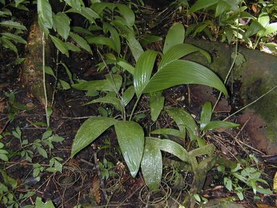 Areca triandra, photographed by Jens-Christian Svenning