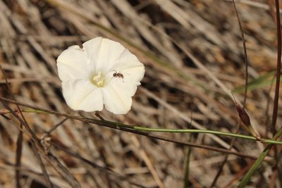 Distimake aturensis, photographed by lazarus