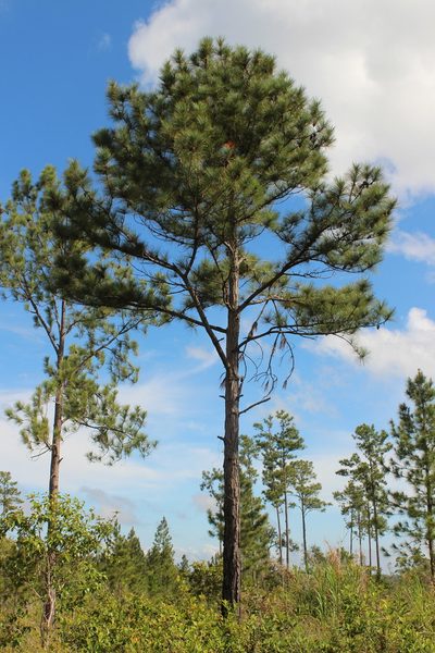 Pinus caribaea, photographed by lazarus