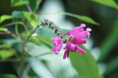 Salvia involucrata, photographed by Juan Carlos Pérez Magaña