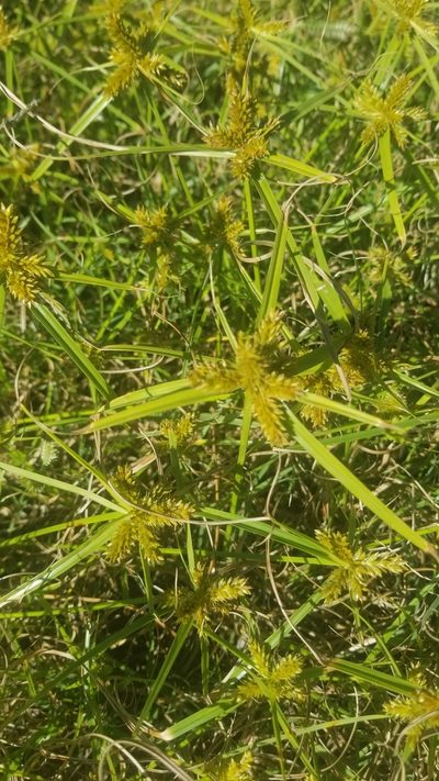 Cyperus aggregatus, photographed by Roderick Cameron
