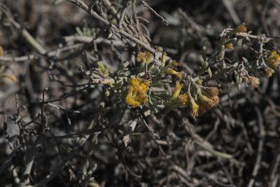 Schizogyne sericea, photographed by Tero Linjama