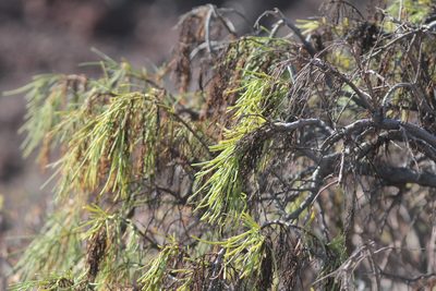 Plocama pendula, photographed by Tero Linjama