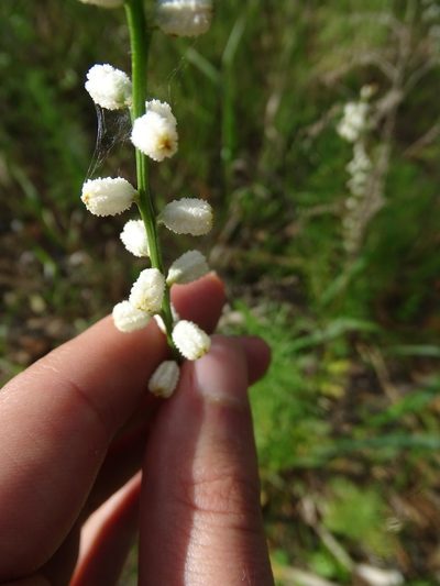 Aletris obovata, photographed by Michael W Belitz