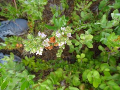 Kalmia hirsuta, photographed by Michael W Belitz