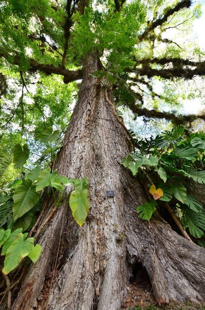 Ulmus mexicana, photographed by Guillermo López Escalera Argueta