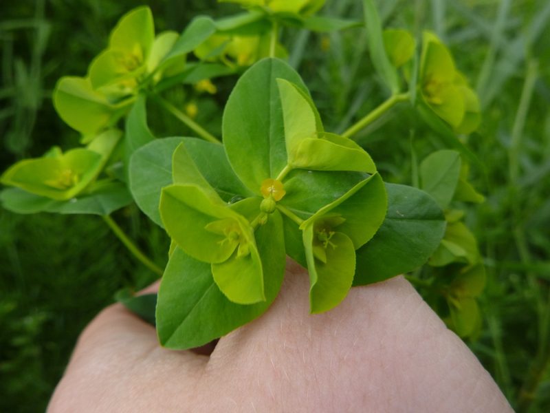 Euphorbia platyphyllos, photographed by Gabriel Mayrhofer