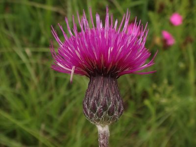 Cirsium pannonicum, photographed by Christian Berg
