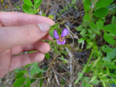 Rhexia nuttallii, photographed by Michael W Belitz
