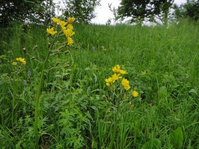 Crepis praemorsa, photographed by Christian Berg