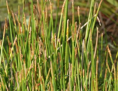 Eleocharis cellulosa