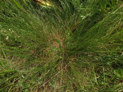 Festuca rupicola, photographed by Christian Berg