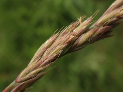 Festuca rupicola, photographed by Christian Berg