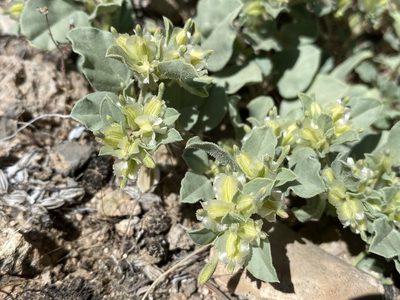 Acleisanthes nevadensis, photographed by Matt Berger
