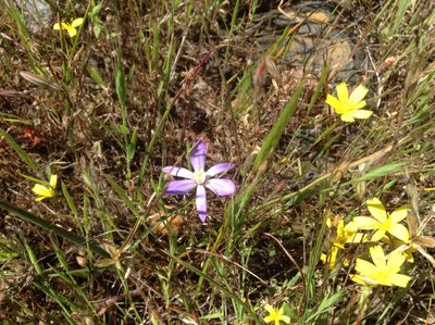 Brodiaea nana, photographed by Rosie Yacoub
