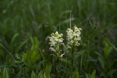 Pedicularis comosa, photographed by Conrad Altmann
