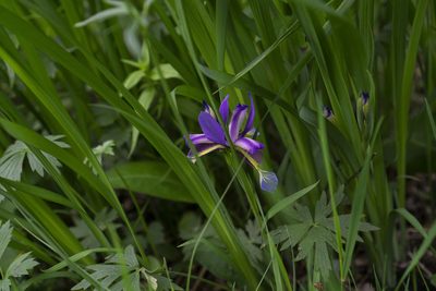 Iris graminea, photographed by Conrad Altmann