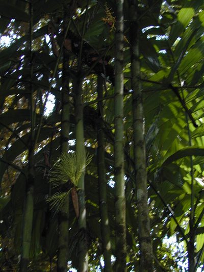 Areca triandra, photographed by Jens-Christian Svenning