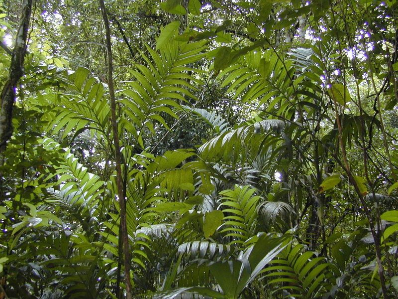 Areca triandra, photographed by Jens-Christian Svenning
