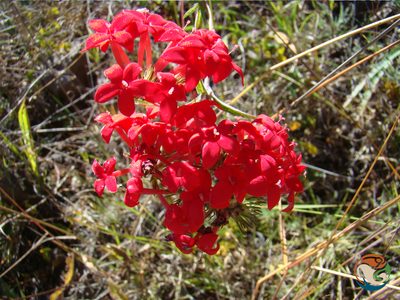 Bouvardia viminalis, photographed by Eugenio Padilla
