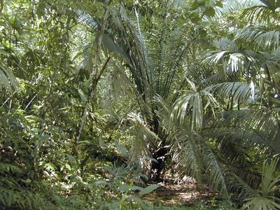Elaeis oleifera, photographed by Jens-Christian Svenning