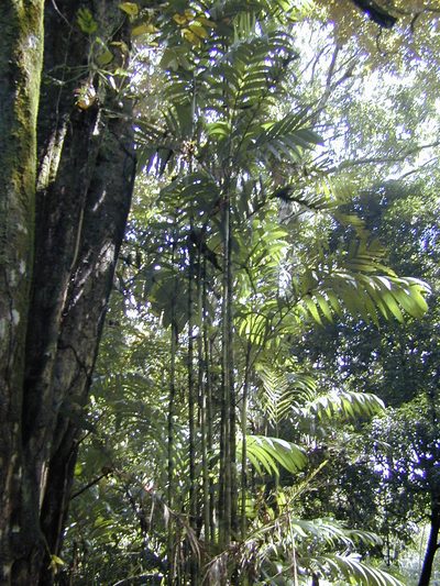 Areca triandra, photographed by Jens-Christian Svenning