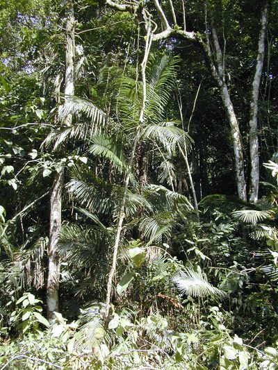 Bactris major, photographed by Jens-Christian Svenning