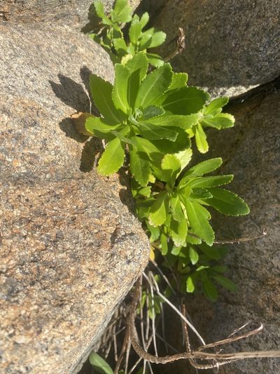 Nipponanthemum nipponicum, photographed by Eli Talhouk