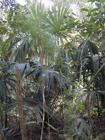 Livistona saribus, photographed by Jens-Christian Svenning
