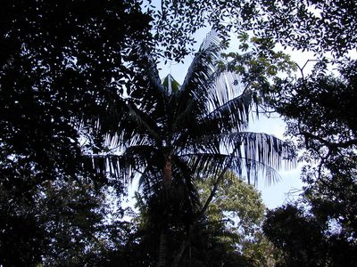 Roystonea oleracea, photographed by Jens-Christian Svenning
