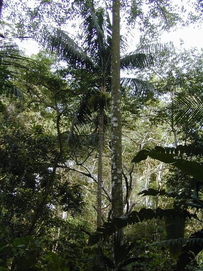 Roystonea oleracea, photographed by Jens-Christian Svenning