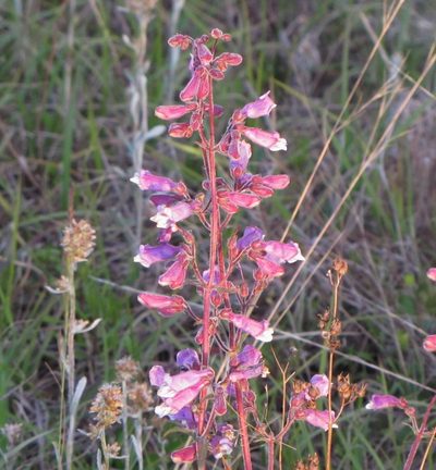 Penstemon australis, photographed by Ken Kneidel