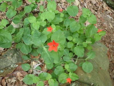 Silene rotundifolia, photographed by John Abrams