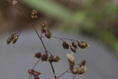 Anthoxanthum nitens, photographed by Maxim Shashkov