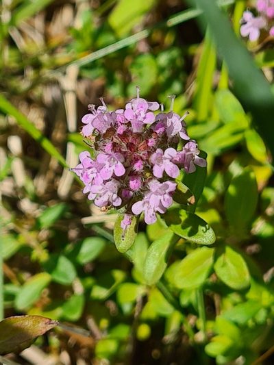 Thymus glabrescens, photographed by Jacek Pietruszewski