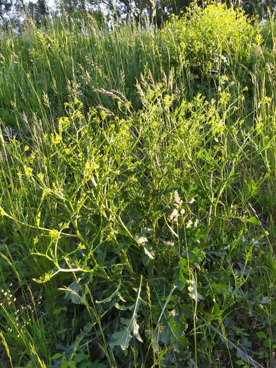 Rapistrum perenne, photographed by carnifex