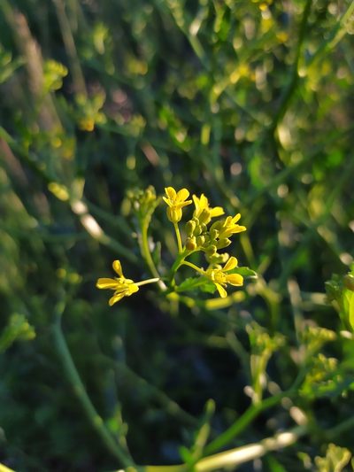 Rapistrum perenne, photographed by carnifex