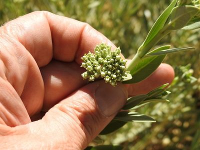 Solenostemma oleifolium, photographed by Karim Haddad
